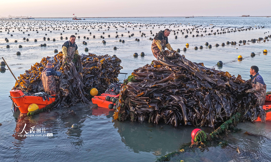 山东荣成：海带丰收